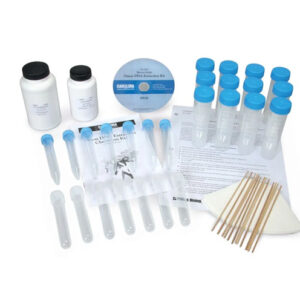 Onion DNA Extraction